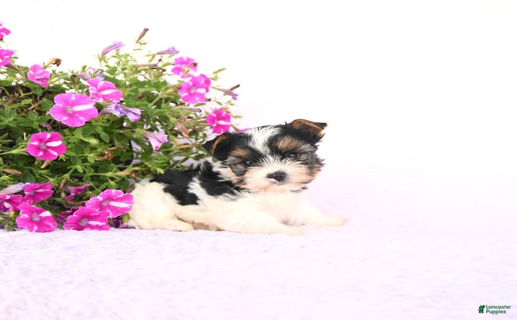 Yorkshire Terrier dogs for sale - Ad 3