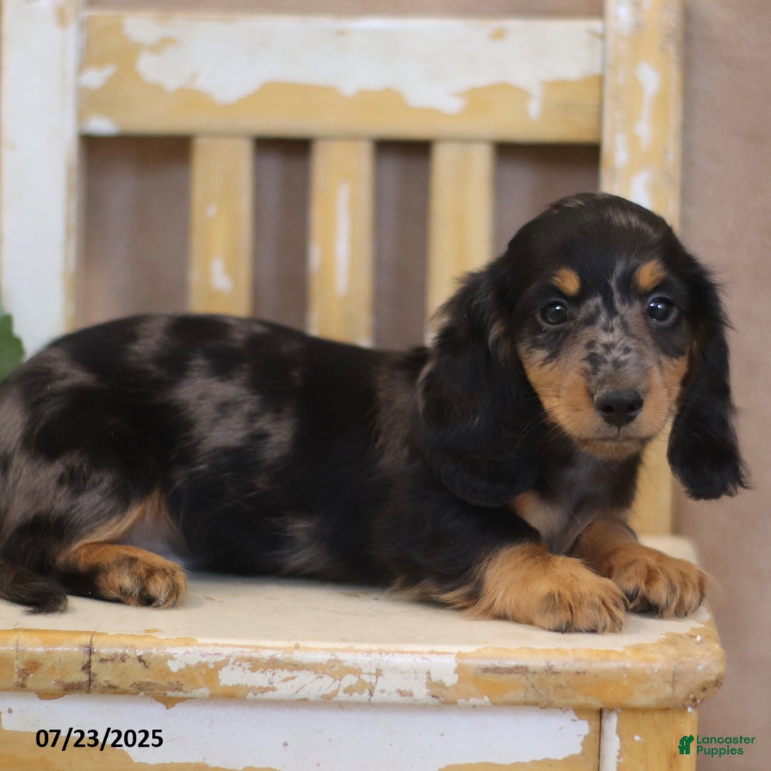 Miniature Dachshund dogs for sale: Kermit - Image 2