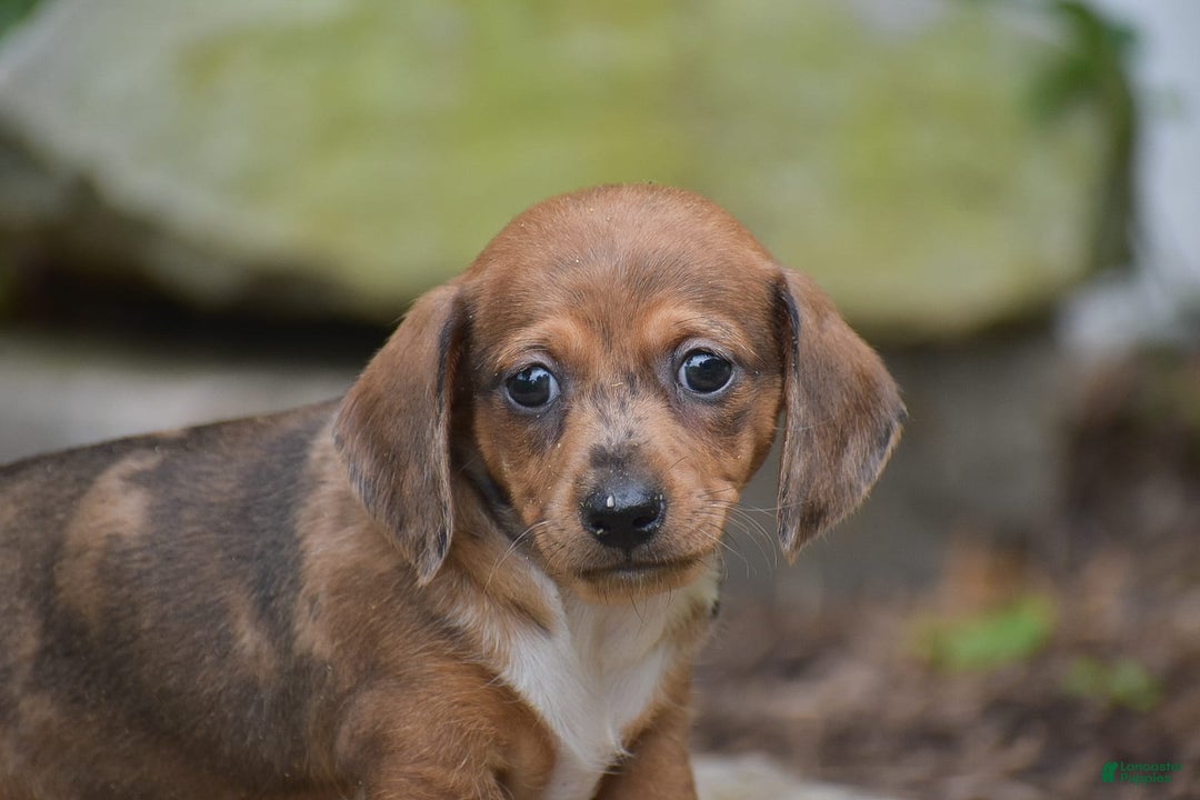 Dachshund dogs for sale: Willow - Image 4