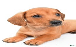Miniature Dachshund dogs for sale: Jingle - Image 2