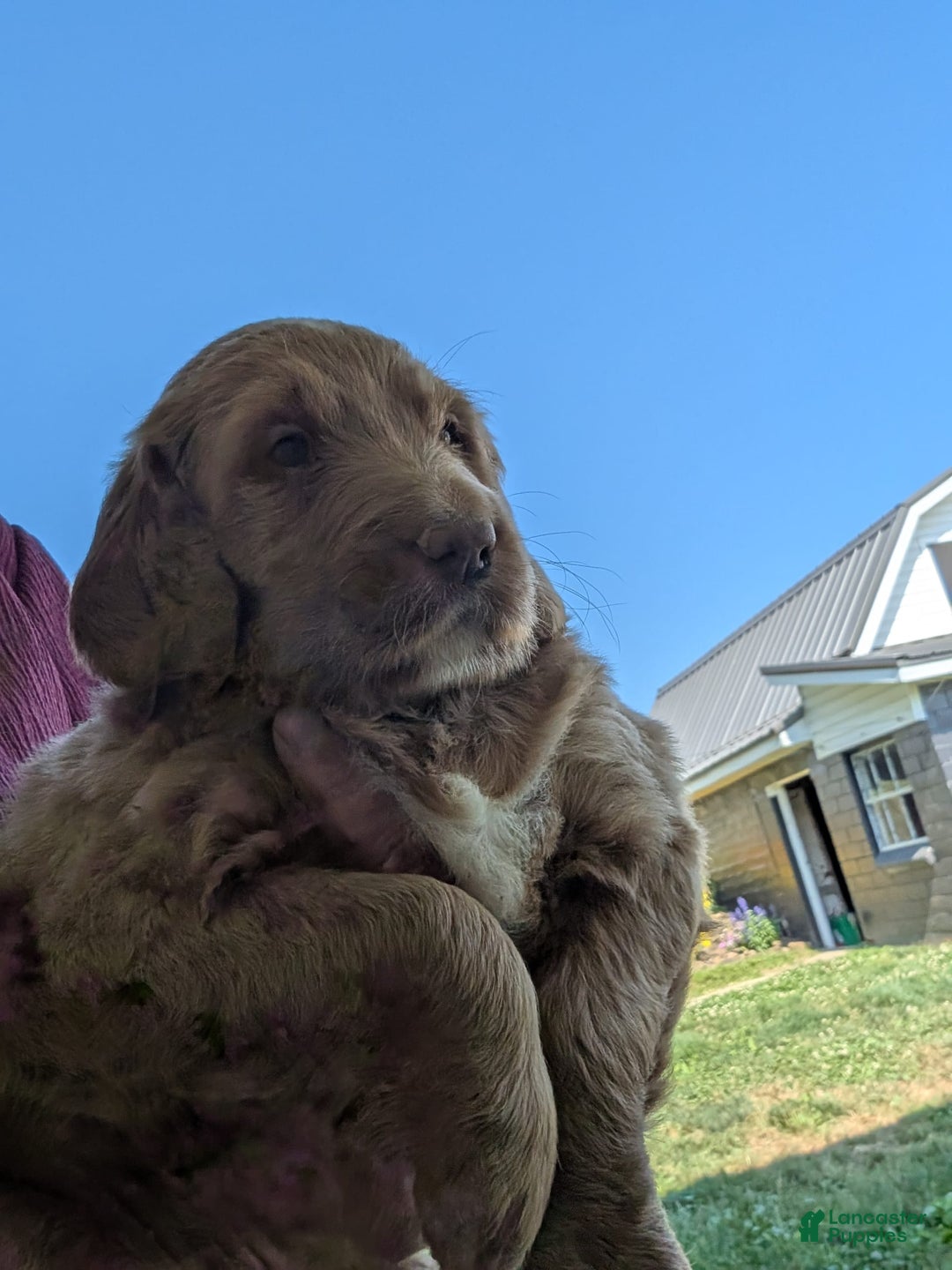 Goldendoodle dogs for sale: Barbie - Image 3