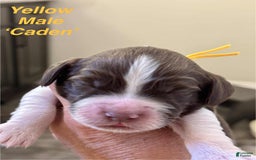 English Springer Spaniel dogs for sale: Caden - Image 6