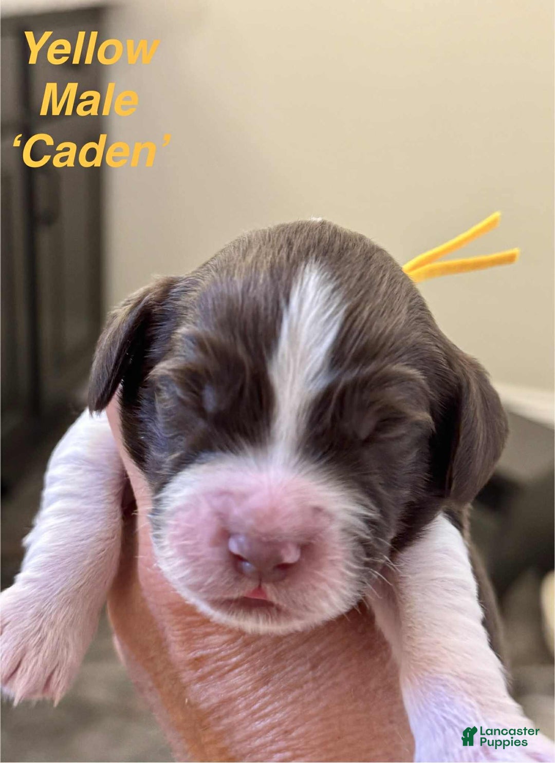English Springer Spaniel dogs for sale: Caden - Image 6