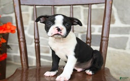 Boston Terrier dogs for sale: Basil - Image 3