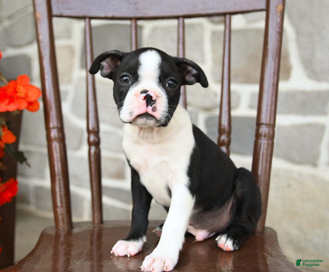Boston Terrier dogs for sale: Basil - Image 3