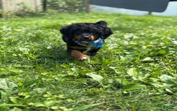 Aussiedoodle dogs for sale: Enola - Image 4