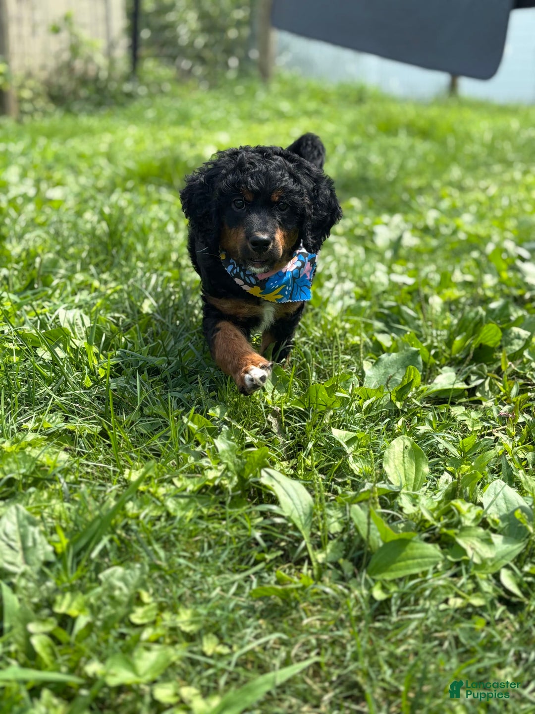 Aussiedoodle dogs for sale: Enola - Image 4