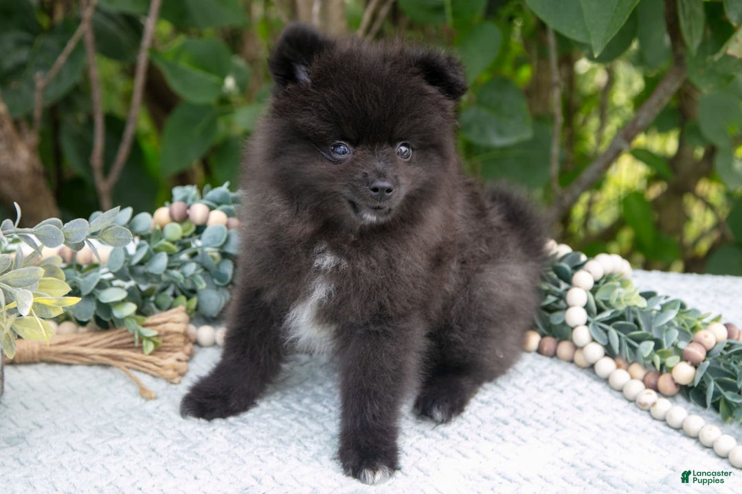 Pomeranian dogs for sale: River - Image 5