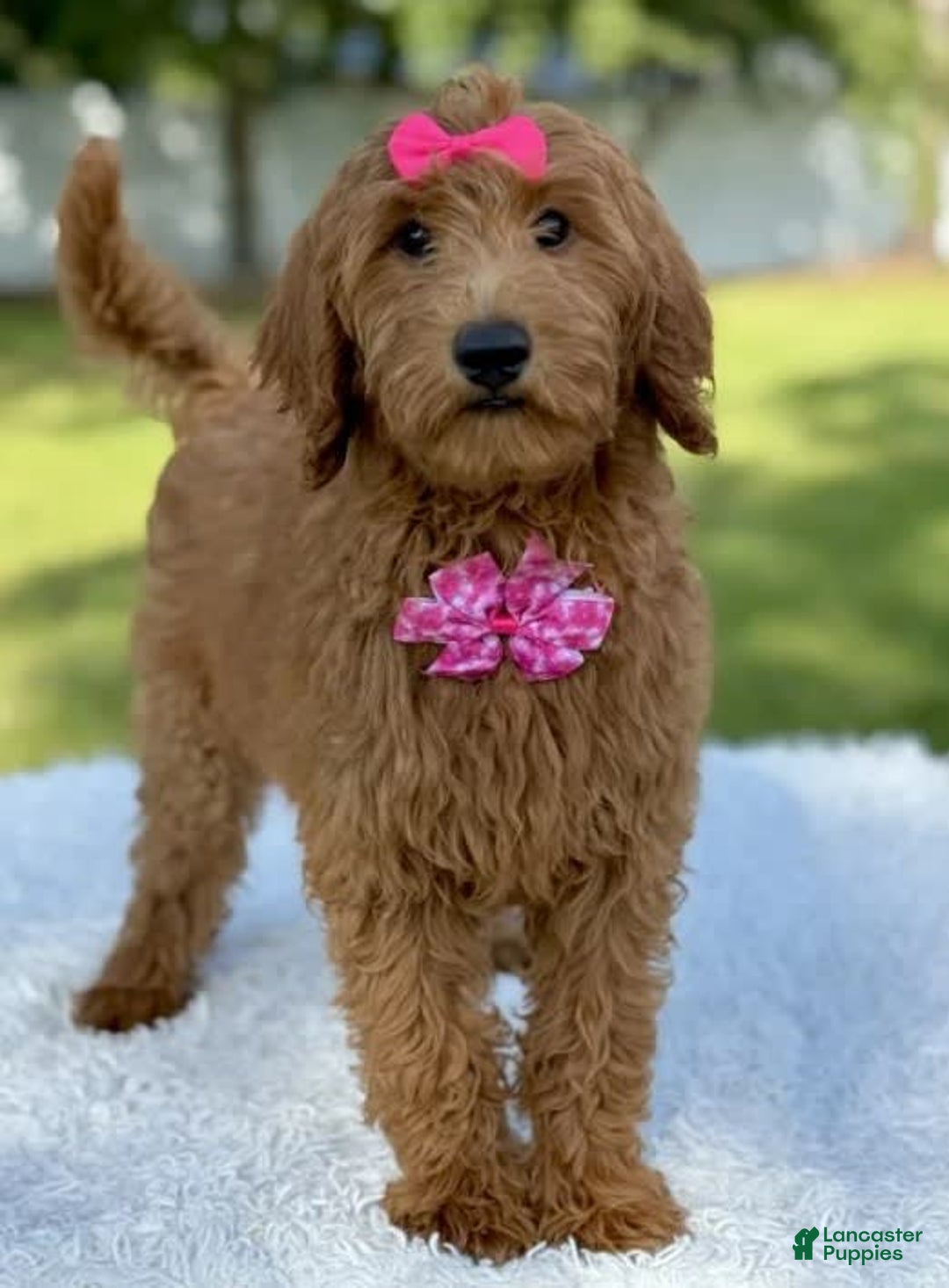 Goldendoodle dogs for sale: Casey - Image 3