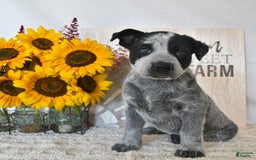 Australian Cattle Dog dogs for sale: Max - Image 2