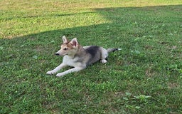 Gerberian Shepsky dogs for sale: Rolex - Image 2