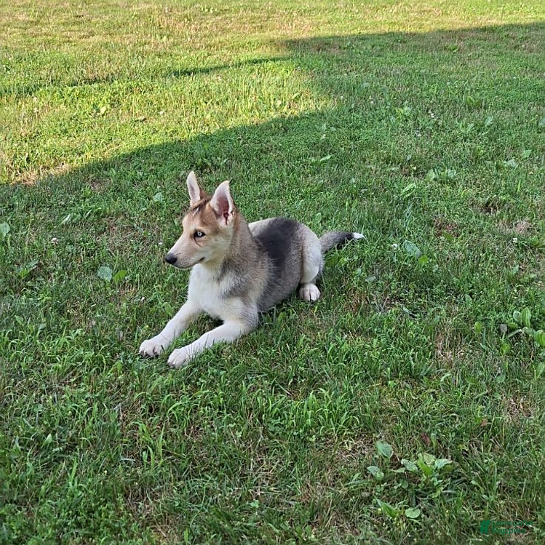 Gerberian Shepsky dogs for sale: Rolex - Image 2