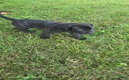 Great Dane dogs for sale: Storm - Image 28