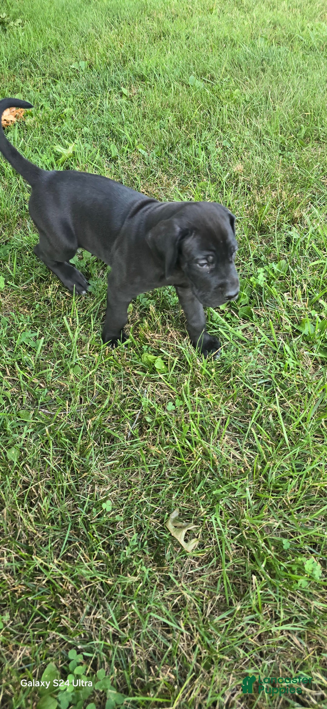 Great Dane dogs for sale: Storm - Image 28