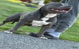 American Bully dogs for stud: Diesel - Image 5