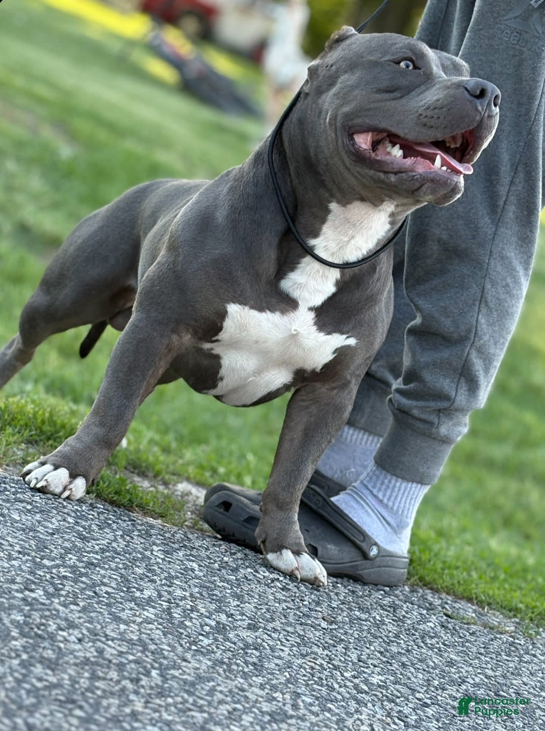American Bully dogs for stud: Diesel - Image 5
