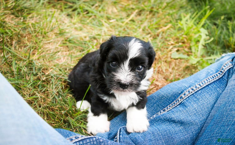 Havanese dogs for sale - Ad 5
