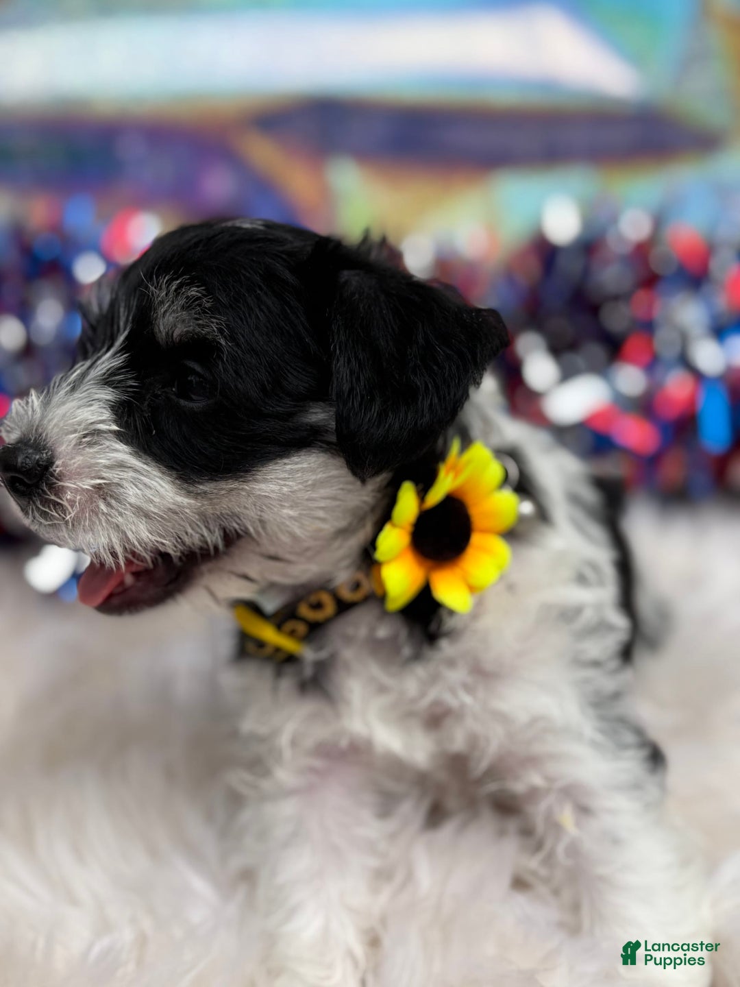 Miniature Schnauzer dogs for sale: Missy - Image 5