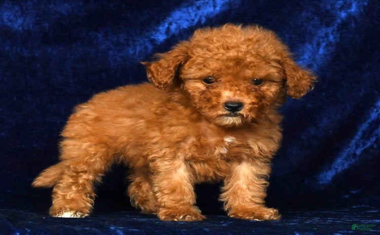 Mini Goldendoodle dogs for sale - Ad 1