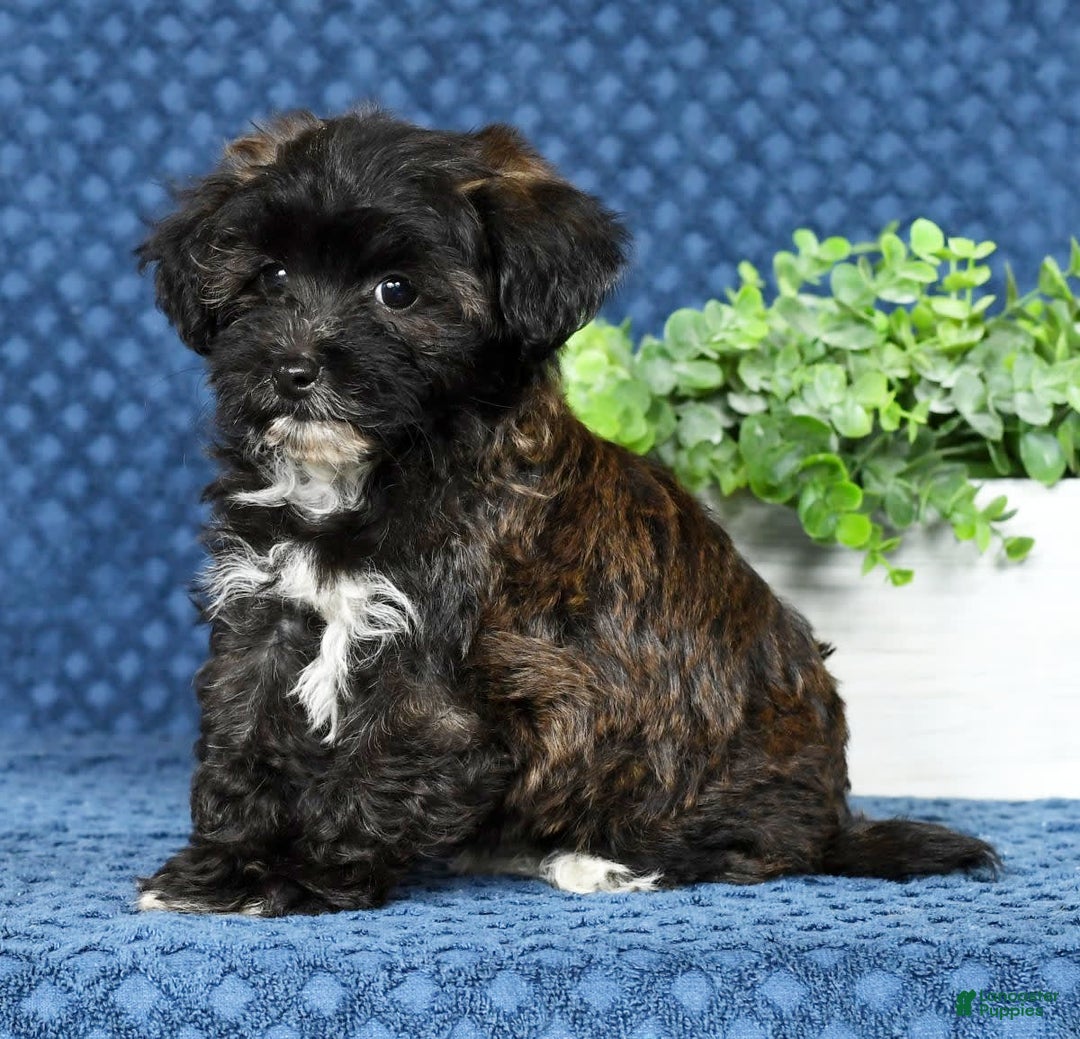 Havapoo dogs for sale: Elvis - Image 9