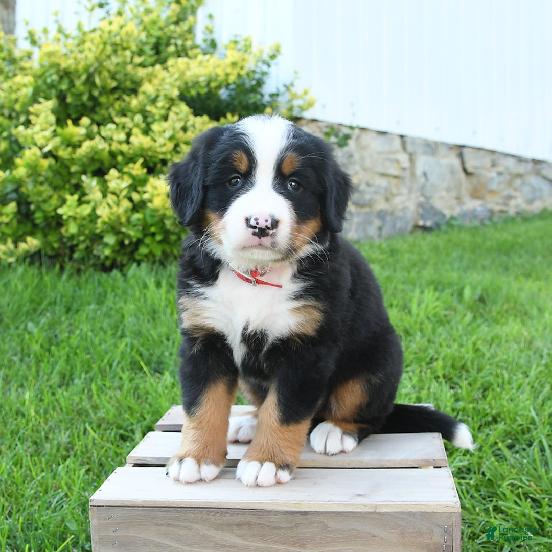Bernese Mountain Dog dogs for sale: Mitsy - Listing for pets: Rosie, Macy, Blaze, Champ, Muffin, Lilac, Tucker, Mitsy, Tina - Image 2