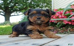 Yorkshire Terrier dogs for sale: Tia - Image 9