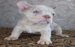 French Bulldog dogs for sale: Dong - Image 8
