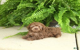 Toy Poodle dogs for sale: Ivy - Image 2