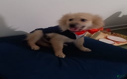 Pomeranian dogs for sale: Coconut - Image 5
