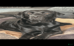 Labrador Retriever dogs for sale: Frannie - Image 7