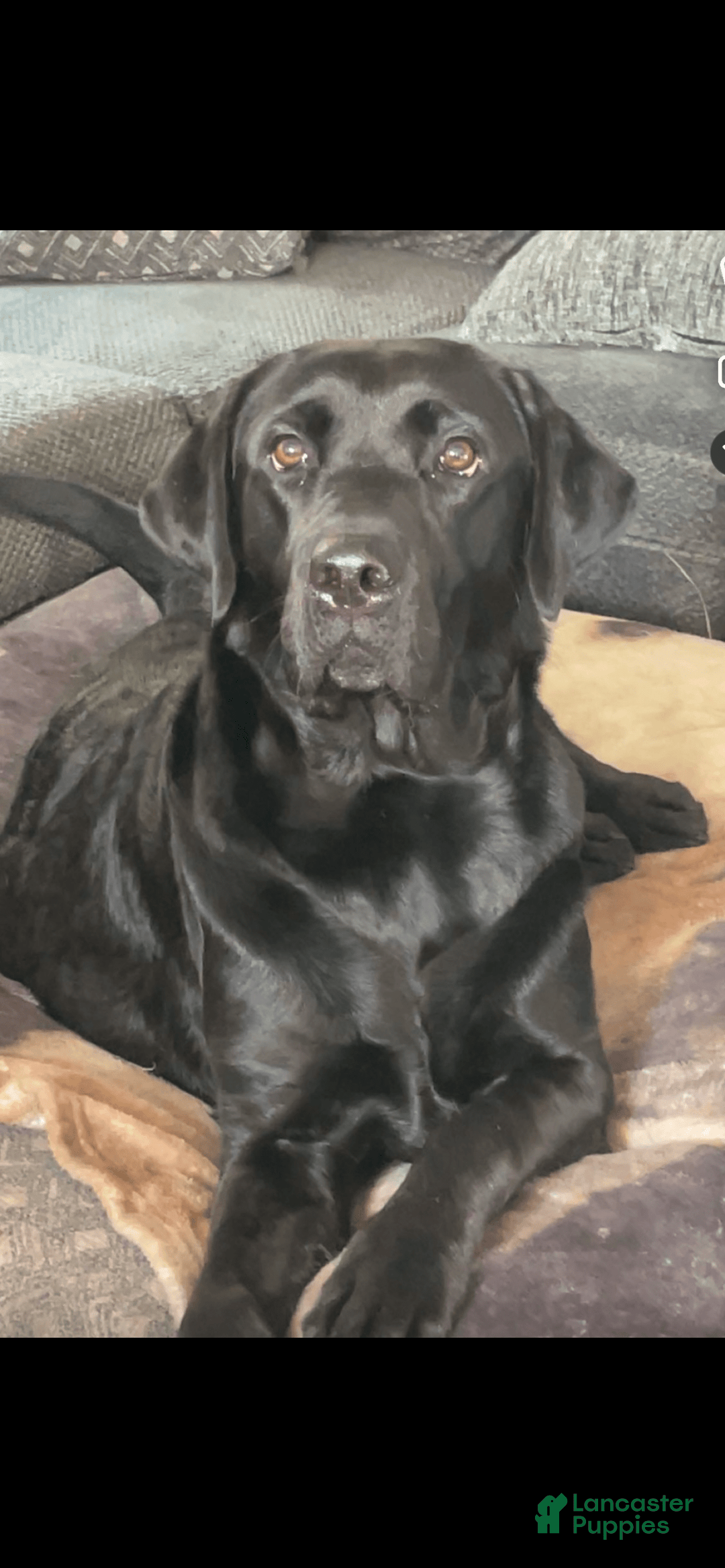 Labrador Retriever dogs for sale: Frannie - Image 7