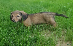 Dachshund dogs for sale: Lena - Image 9