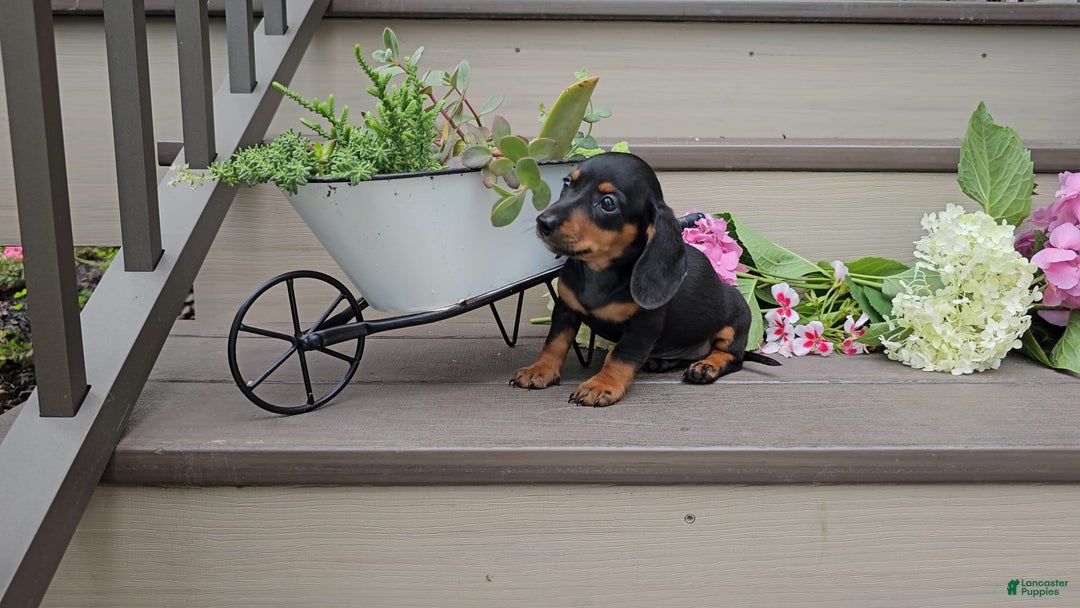Miniature Dachshund dogs for sale: Faith - Image 3