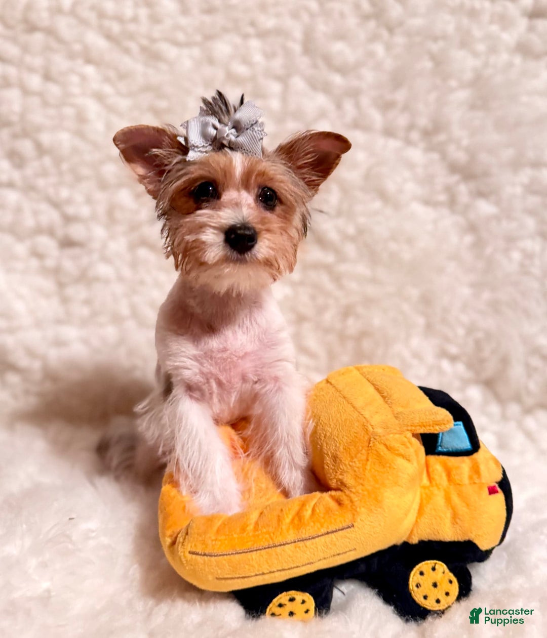 Yorkshire Terrier dogs for sale: Waldo - Image 5
