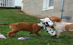 Beagle dogs for sale: Cookie - Image 15