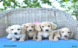 Miniature Dachshund dogs for sale: Theodore - Image 3