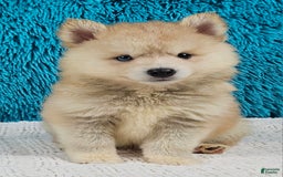 Pomsky dogs for sale: Diesel - Image 1