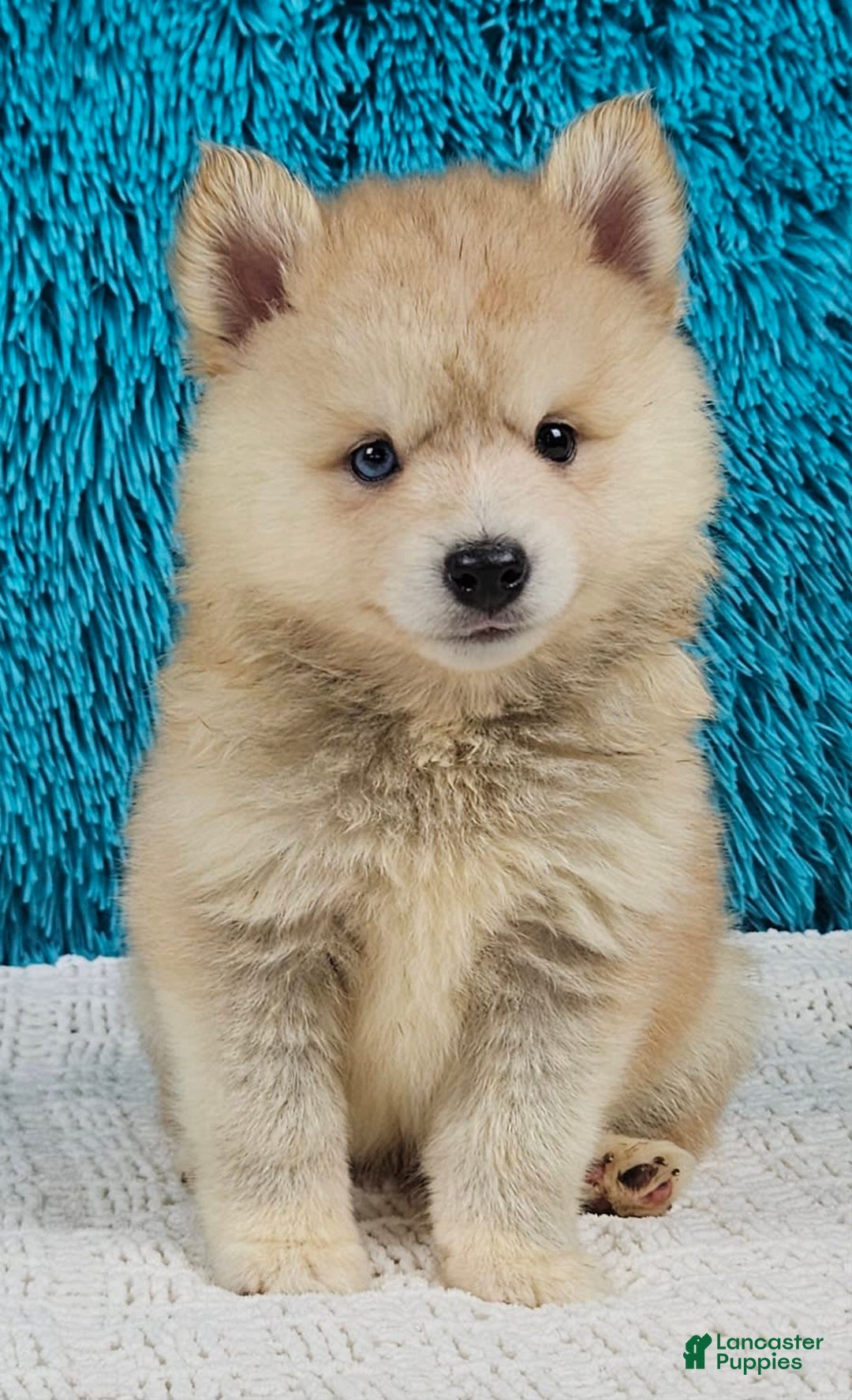 Pomsky dogs for sale: Diesel - Image 1
