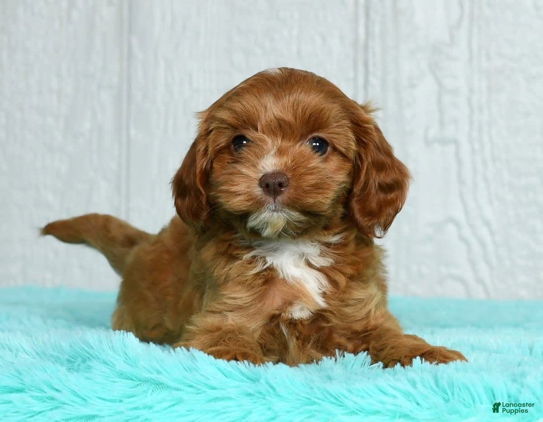 Cavapoo dogs for sale: Layla - Image 7