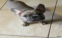 French Bulldog dogs for sale: Pancho - Image 2