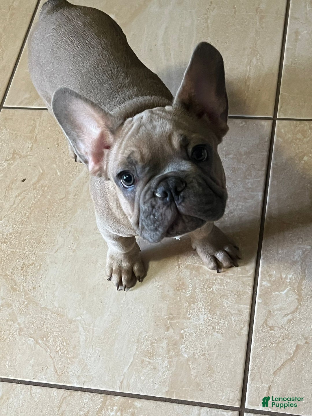 French Bulldog dogs for sale: Pancho - Image 2
