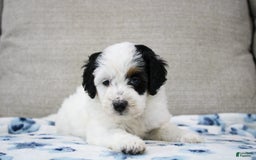 Mini Bernedoodle dogs for sale: Lennon - Image 24