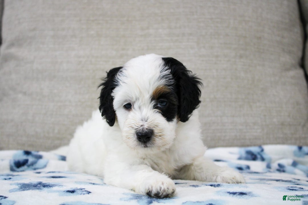 Mini Bernedoodle dogs for sale: Lennon - Image 24