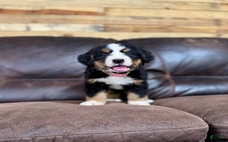 Bernese Mountain Dog dogs for sale: Ch European - Bernese Female - Image 2