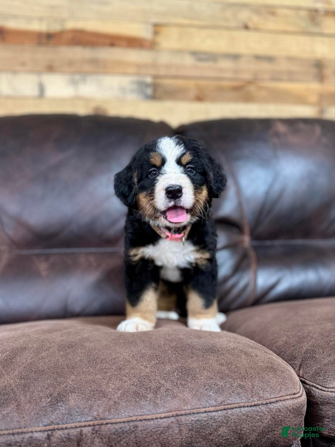 Bernese Mountain Dog dogs for sale: Ch European - Bernese Female - Image 2