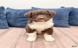 Australian Shepherd dogs for sale: Benji - Image 2