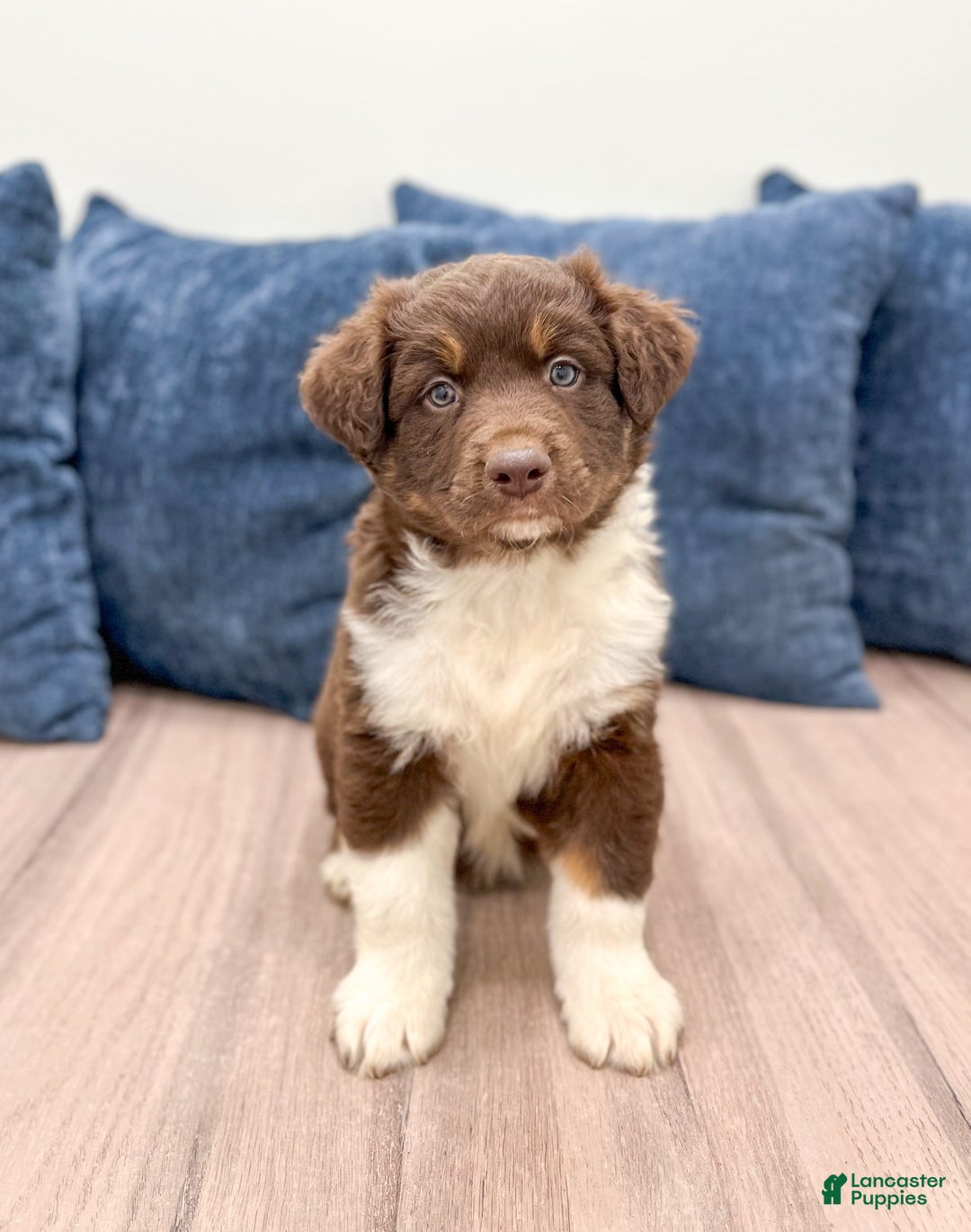 Australian Shepherd dogs for sale: Benji - Image 2