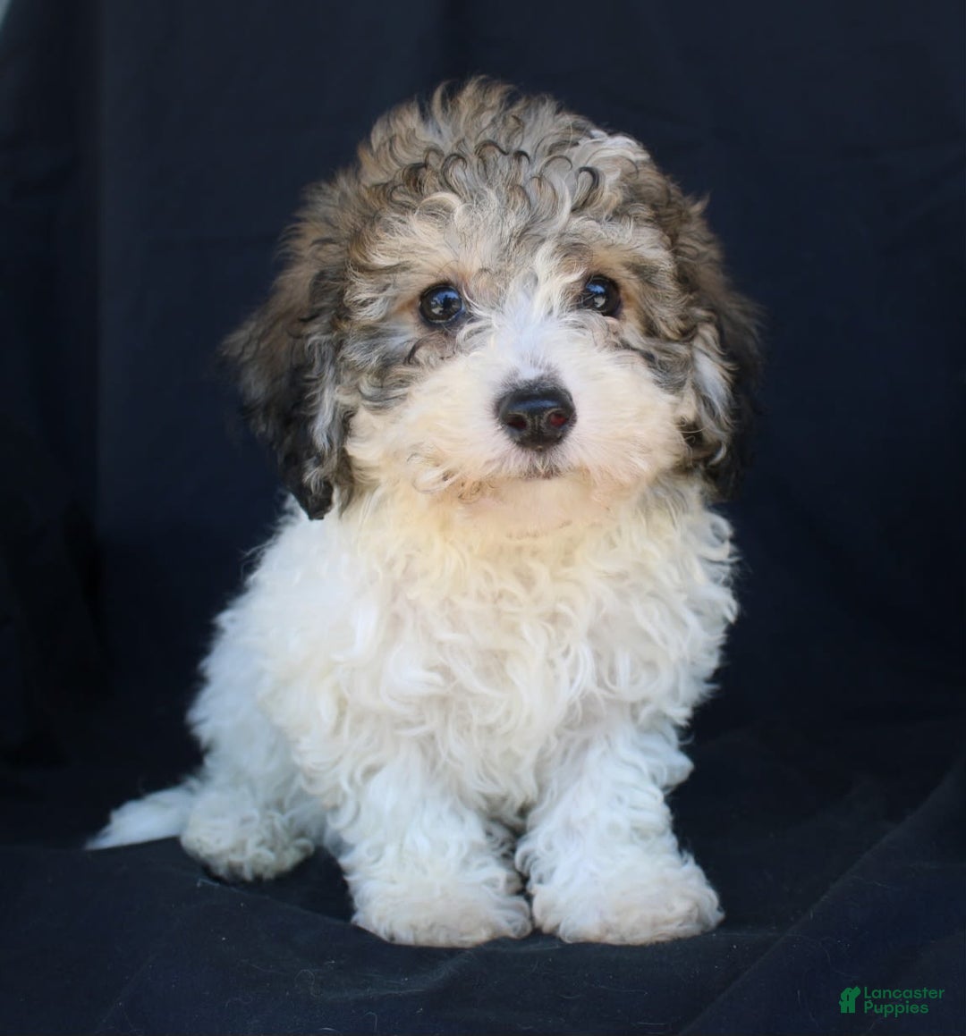 Bichpoo dogs for sale: Bichpoo 5 puppies - Image 5
