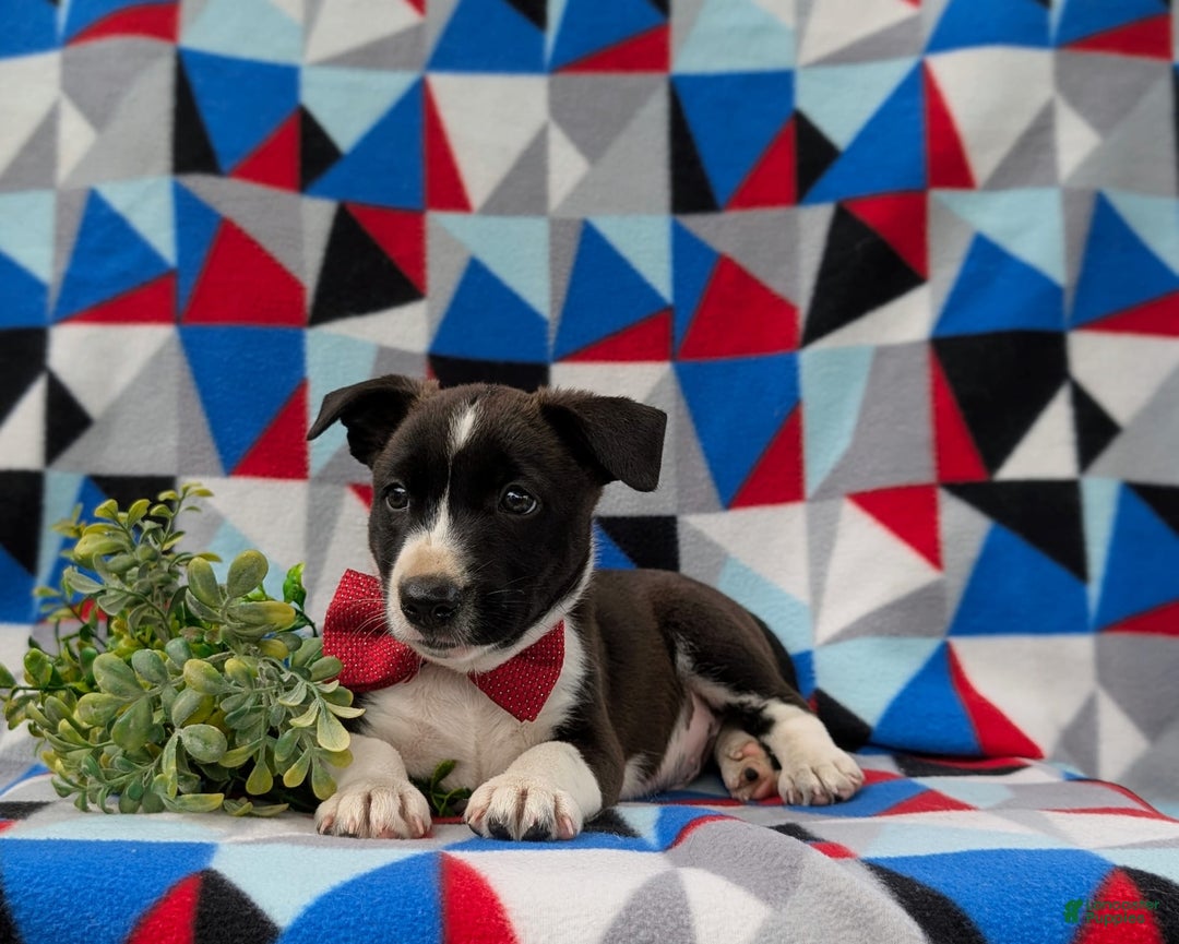 Jack Russell Terrier dogs for sale: Markey - Image 4