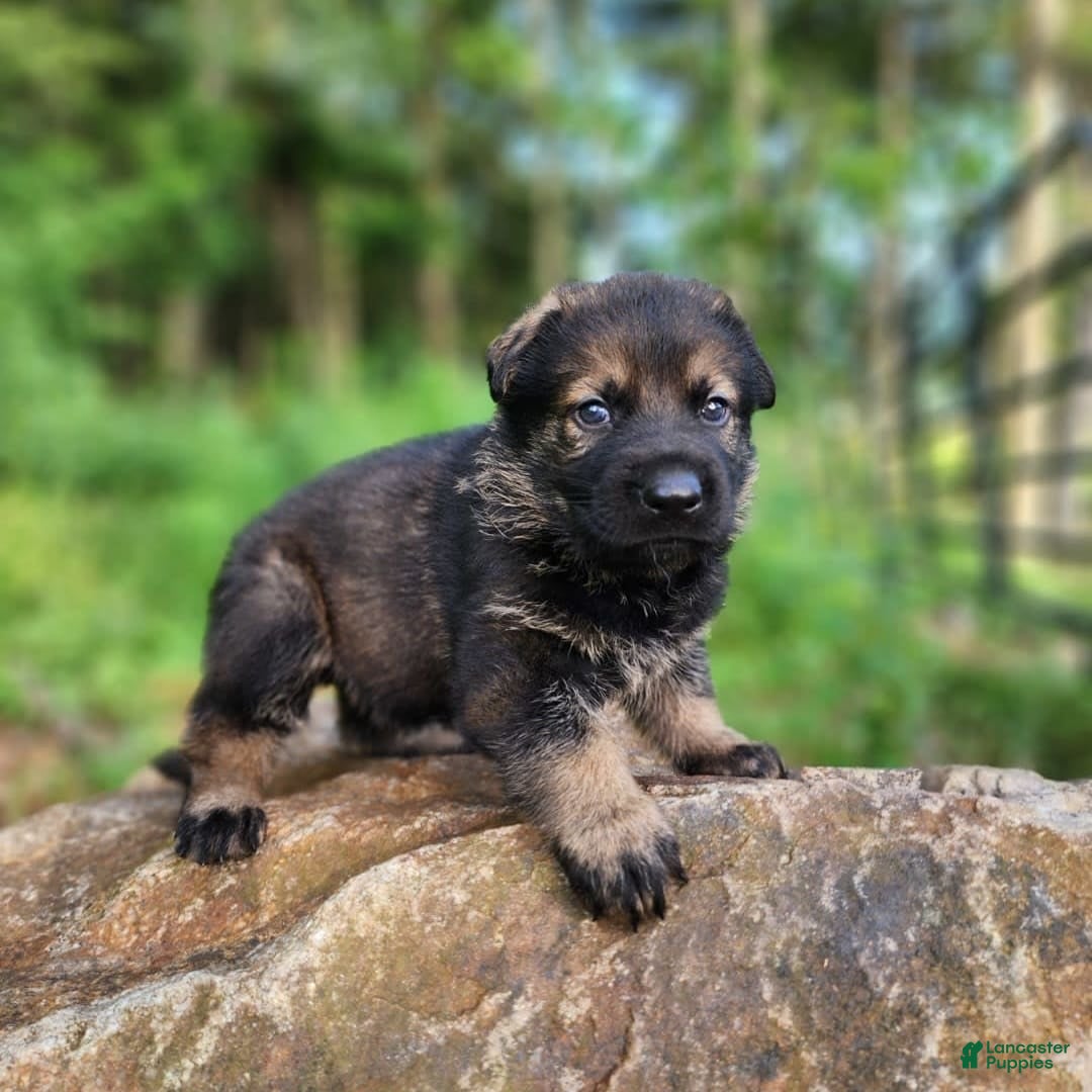 German Shepherd dogs for sale: Karma - Image 20